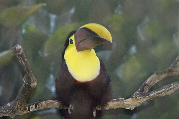 WallsBeautiful-Time-Toucan-Wallart.jpg