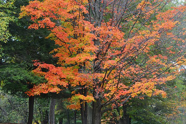 WallsBeautiful-Landscapes-Shout-Out-Autumn.jpg