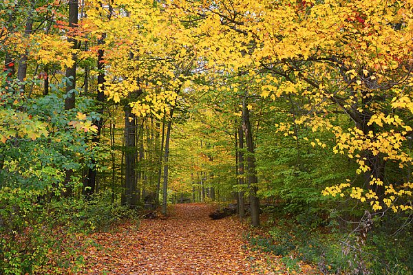 WallsBeautiful-Landscapes-Through-Trees.jpg