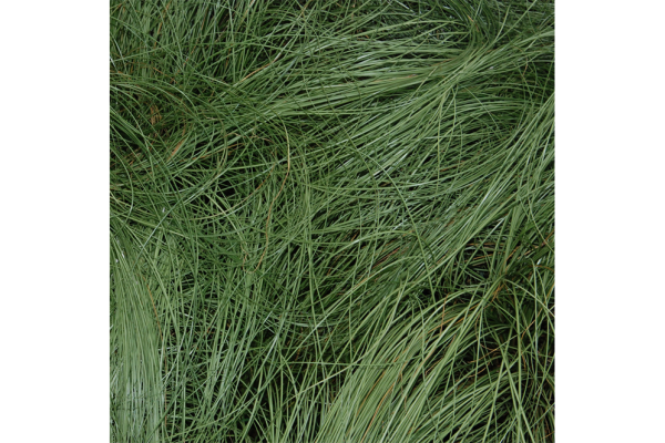 WallsBeautiful-Patterns-Textures-Grassy-Tangles.png