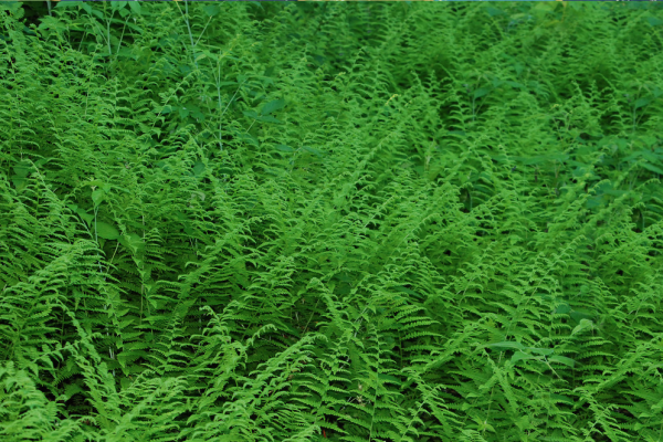 WallsBeautiful-Patterns-Textures-Fern-Frenzy.png